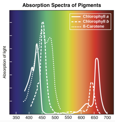 Wavelengths of light and photosynthetic pigments