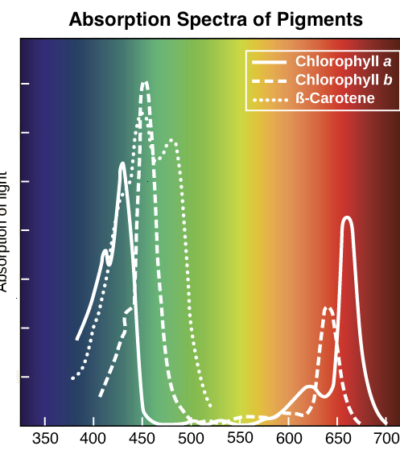 Wavelengths of light and photosynthetic pigments
